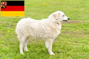 Read more about the article Kuvasz-opdrættere og hvalpe i Rheinland-Pfalz