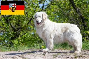 Read more about the article Kuvasz-opdrættere og hvalpe i Saarland