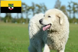 Read more about the article Kuvasz-opdrættere og hvalpe i Sachsen-Anhalt