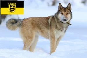Read more about the article Laika-opdrættere og hvalpe i Baden-Württemberg