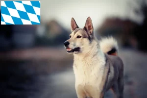 Read more about the article Laika-opdrættere og hvalpe i Bayern