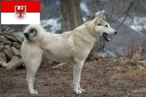 Read more about the article Laika-opdrættere og hvalpe i Brandenburg