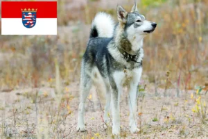 Read more about the article Laika-opdrættere og hvalpe i Hessen
