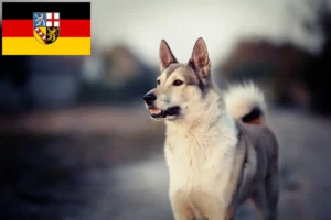 Read more about the article Laika-opdrættere og hvalpe i Saarland