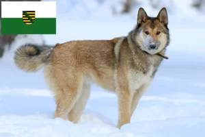 Read more about the article Laika-opdrættere og hvalpe i Sachsen