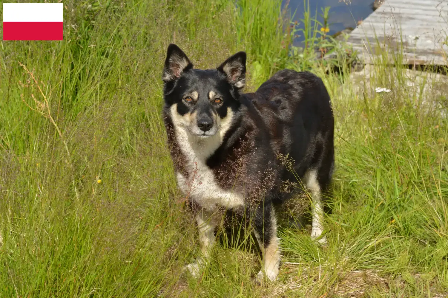 Lappiske rensdyrhundehvalpe og opdrættere Polen Find opdrættere af lappiske rensdyrhunde i Polen.