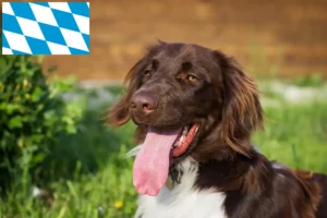 Read more about the article Lille Münsterländer opdrætter og hvalpe i Bayern