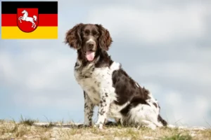 Read more about the article Lille Münsterländer opdrætter og hvalpe i Niedersachsen