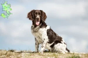 Read more about the article Lille Münsterländer opdrætter og hvalpe i Sjælland