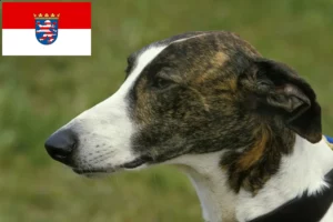 Read more about the article Magyar Agar opdrættere og hvalpe i Hessen