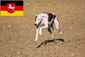 Read more about the article Magyar Agar opdrættere og hvalpe i Niedersachsen