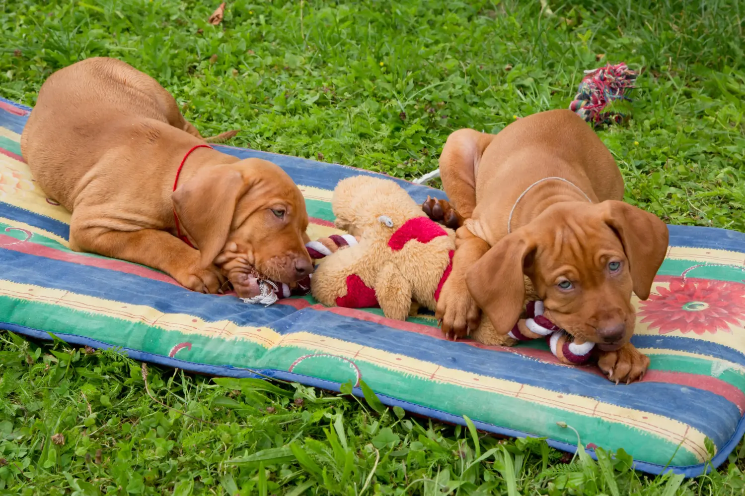 At købe en Magyar Vizsla-hvalp betyder at tage ansvar! Køb Magyar Vizsla-hvalpe.