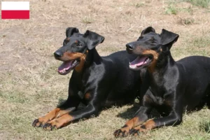 Read more about the article Manchester Terrier opdrættere og hvalpe i Polen