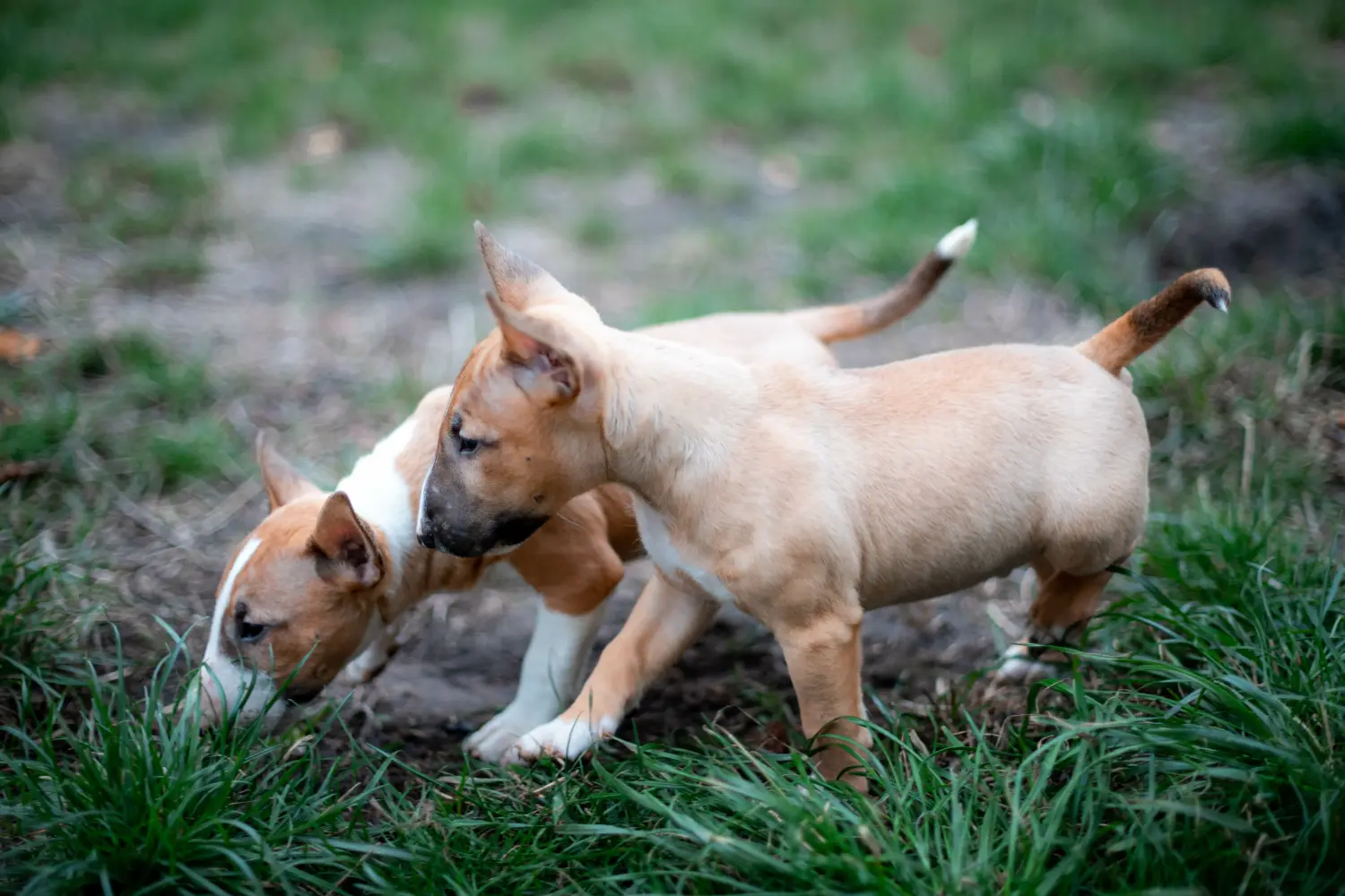 At købe en Miniature Bull Terrier-hvalp betyder at tage ansvar! Køb Miniature Bull Terrier-hvalpe.