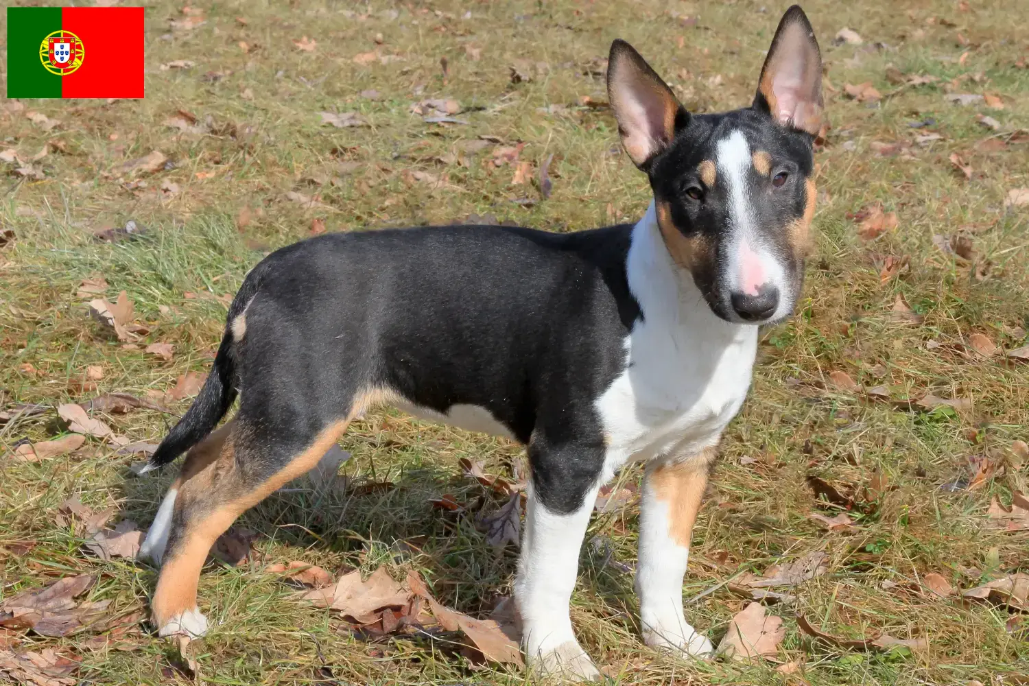 Miniature Bull Terrier hvalpe og opdrættere Portugal Find opdrættere af Miniature Bull Terrier i Portugal.
