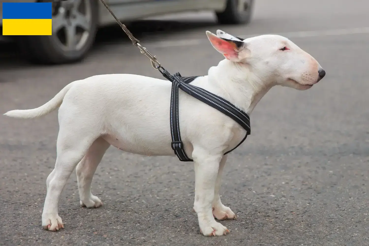 Miniature Bull Terrier hvalpe og opdrættere Ukraine Her kan du finde opdrættere af Miniature Bull Terrier i Ukraine.