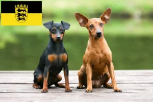 Read more about the article Miniature Pinscher opdrættere og hvalpe i Baden-Württemberg
