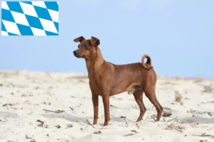 Read more about the article Miniature Pinscher opdrættere og hvalpe i Bayern