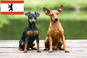 Read more about the article Miniature Pinscher opdrætter og hvalpe i Berlin