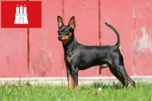 Read more about the article Miniature Pinscher opdrætter og hvalpe i Hamborg