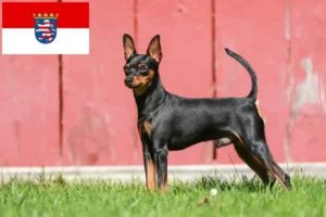 Read more about the article Miniature Pinscher opdrættere og hvalpe i Hessen