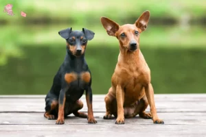 Read more about the article Miniature Pinscher opdrætter og hvalpe i Hovedstaden