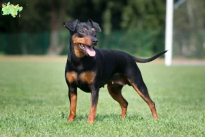 Read more about the article Miniature Pinscher opdrætter og hvalpe i Midtjylland
