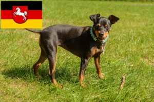 Read more about the article Miniature Pinscher opdrættere og hvalpe i Niedersachsen