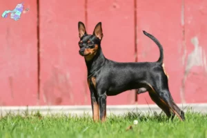 Read more about the article Miniature Pinscher opdrættere og hvalpe i Nordjylland