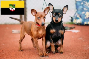 Read more about the article Miniature Pinscher opdrættere og hvalpe i Sachsen-Anhalt