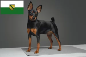 Read more about the article Miniature Pinscher opdrættere og hvalpe i Sachsen