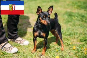 Read more about the article Miniature Pinscher opdrættere og hvalpe i Schleswig-Holstein