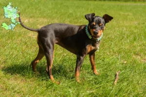 Read more about the article Miniature Pinscher opdrættere og hvalpe på Sjælland