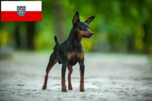 Read more about the article Miniature Pinscher opdrættere og hvalpe i Thüringen