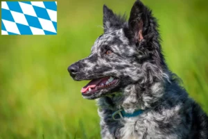 Read more about the article Mudi opdrættere og hvalpe i Bayern