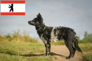 Read more about the article Mudi opdrætter og hvalpe i Berlin
