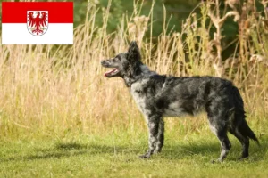 Read more about the article Mudi opdrættere og hvalpe i Brandenburg
