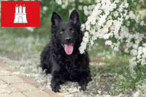 Read more about the article Mudi opdrætter og hvalpe i Hamborg