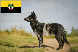 Read more about the article Mudi opdrættere og hvalpe i Sachsen-Anhalt