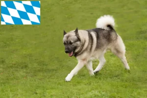 Read more about the article Norske Buhund-opdrættere og hvalpe i Bayern