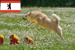 Read more about the article Norsk Buhund opdrætter og hvalpe i Berlin
