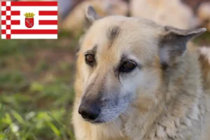 Read more about the article Norsk Buhund opdrætter og hvalpe i Bremen