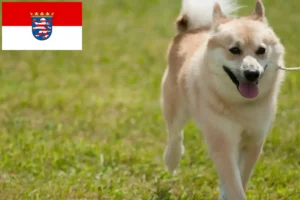 Read more about the article Norske Buhund-opdrættere og hvalpe i Hessen