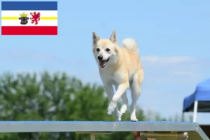 Read more about the article Norske Buhund-opdrættere og hvalpe i Mecklenburg-Vorpommern