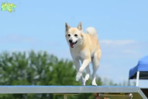Read more about the article Norsk Buhund opdrætter og hvalpe i Midtjylland