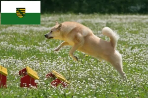 Read more about the article Norske Buhund-opdrættere og hvalpe i Sachsen