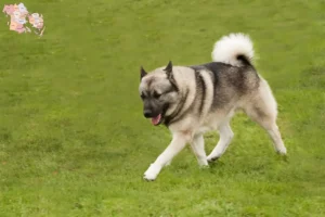 Read more about the article Norsk Buhund opdrætter og hvalpe i Syddanmark