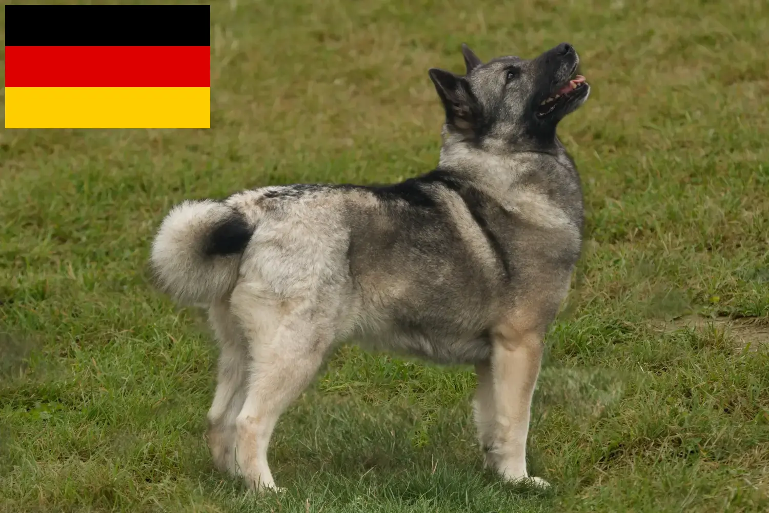 Read more about the article Norske Buhund-opdrættere og hvalpe i Tyskland