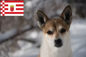 Read more about the article Norsk Lundehund opdrætter og hvalpe i Bremen