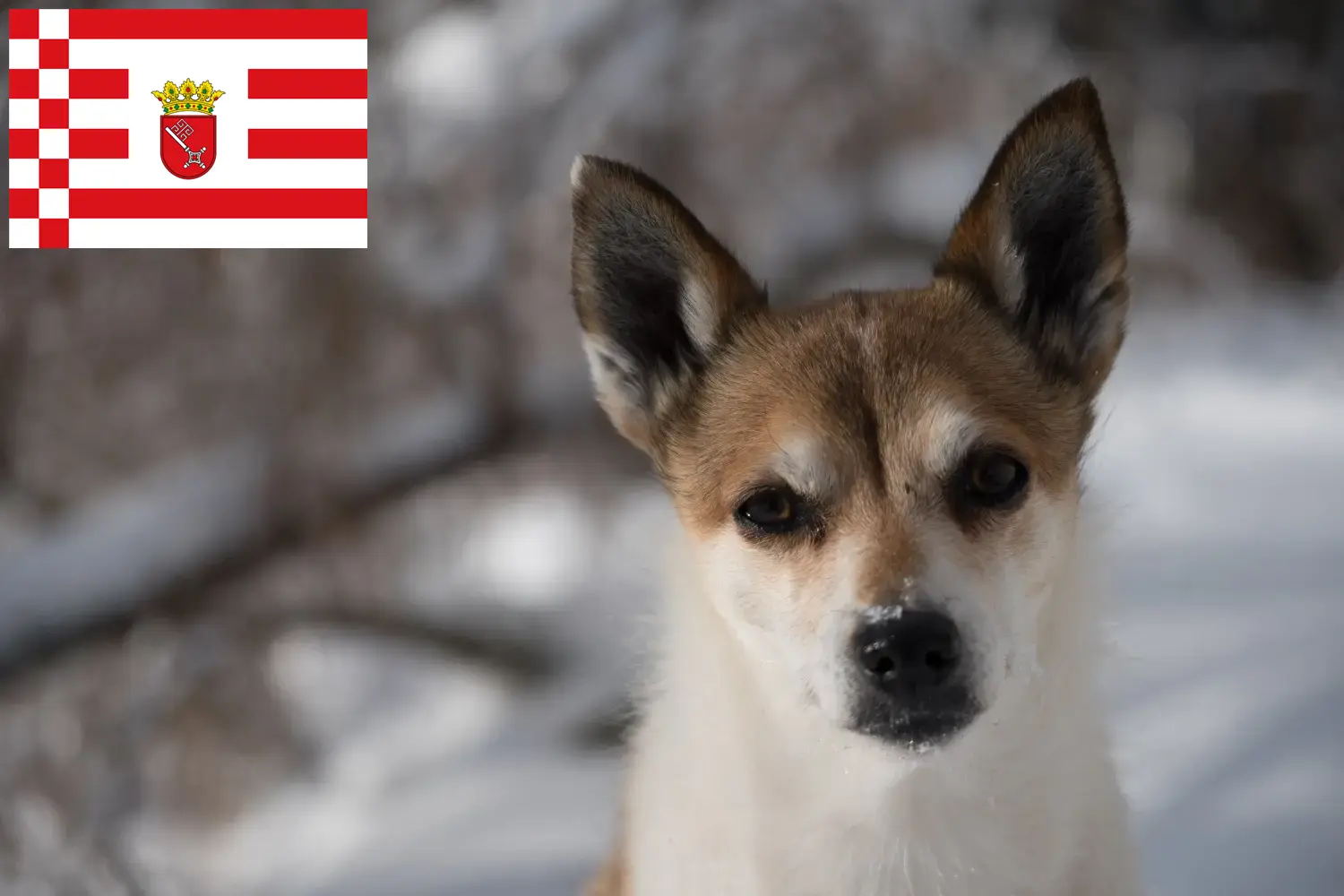 Norske lundehundehvalpe og opdrættere Bremen Her kan du finde norske lundehundeopdrættere i Bremen.